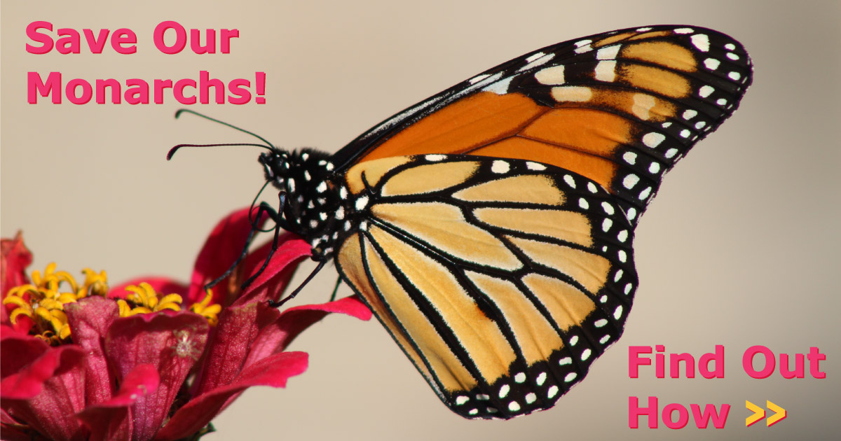 Save our Monarch Butterflies with free seeds - from Willow Dental Care